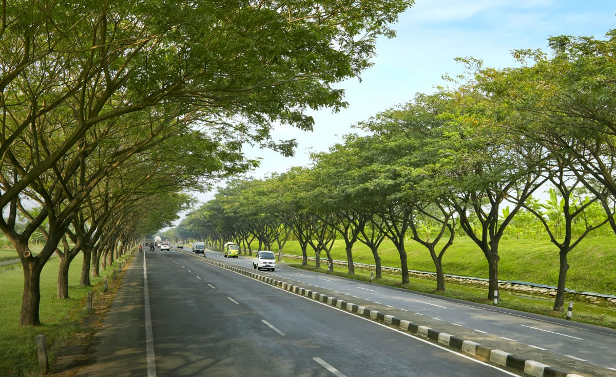 pohon trembesi