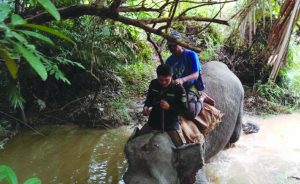 gajah liar